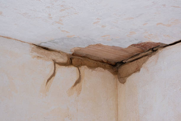 Best Professional water damage repair  in Glenwood Springs, CO