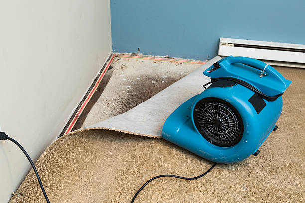 Best Basement water damage restoration  in Glenwood Springs, CO